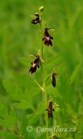 tořič hmyzonosný - Ophrys insectifera